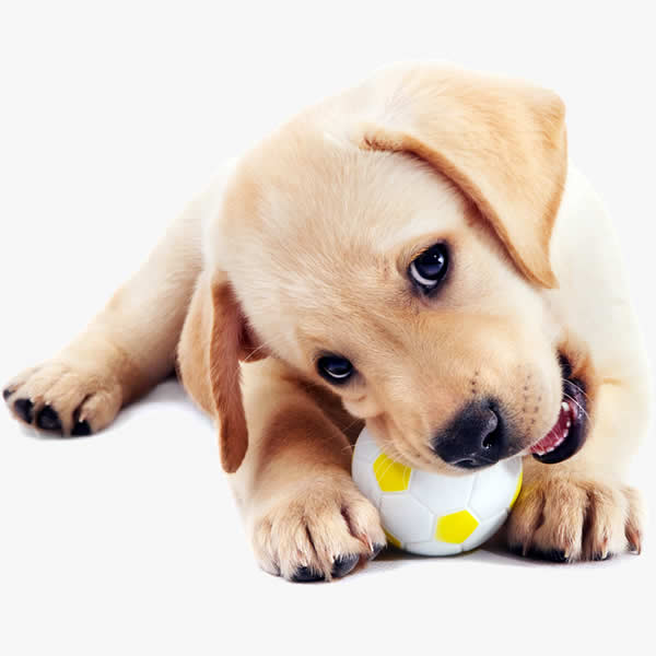Cute puppy image