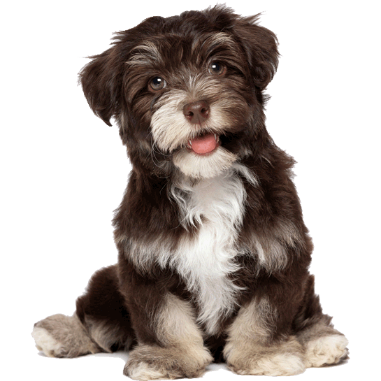 Cute puppy image